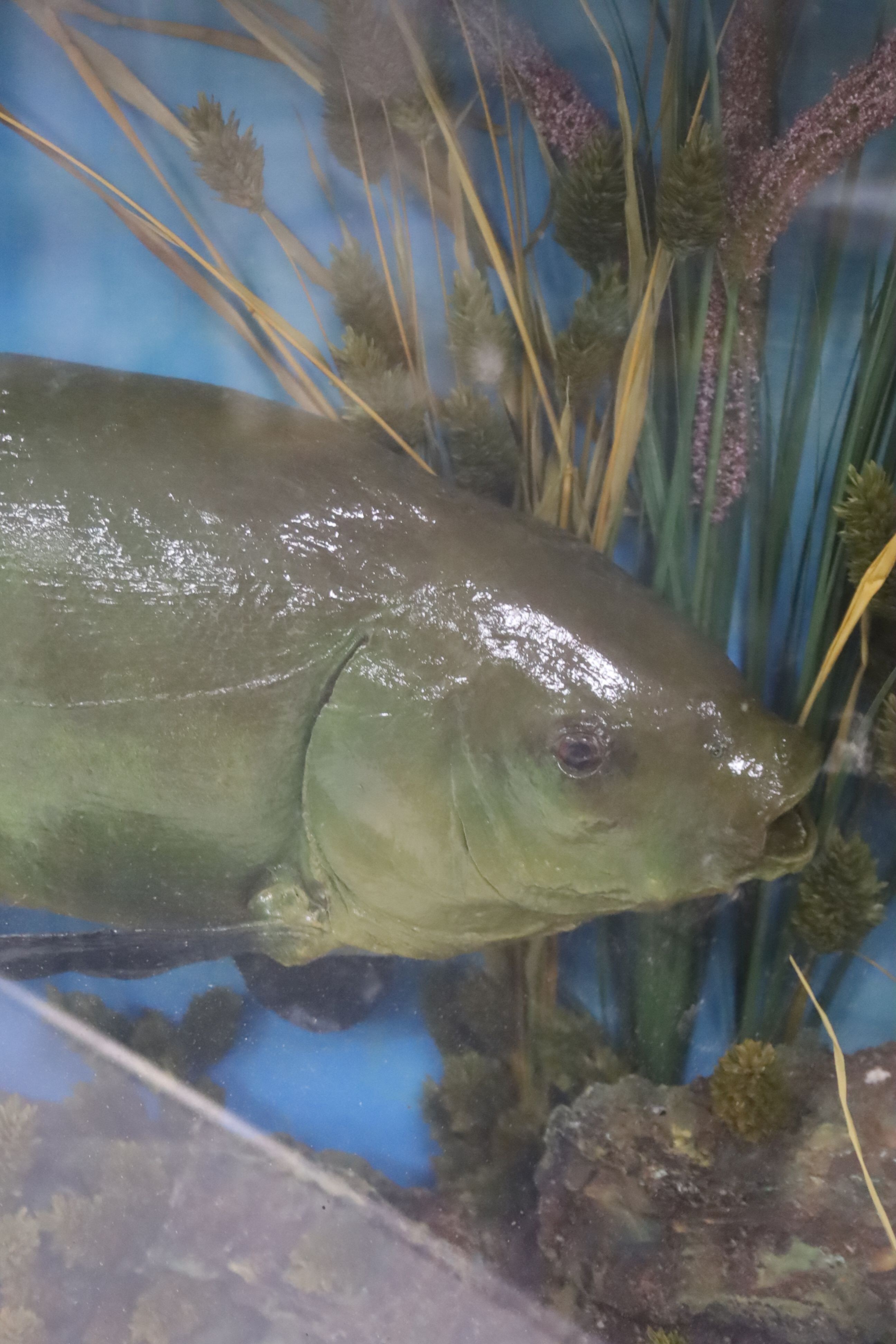 Two cased taxidermic fish, carp 10lbs 2oz, and another, 69cm and 76cm